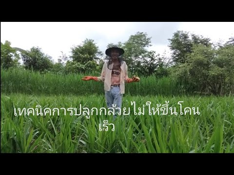 เทคนิคการปลูกกล้วยให้ต้นเตี้ยและออกเคลือตามที่ต้องการ สูตรผสมอาหารเป็ด ดูบรรยากาศภายในสวนผสม