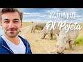 Kenya Travel Vlog - Mount Kenya and Ol Pejeta Conservancy | Nanyuki Wild