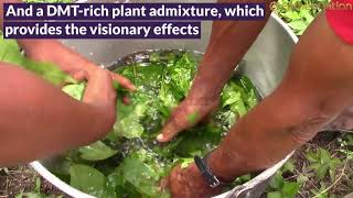 Microdosing The Ayahuasca Vine – How Ayahuasca Microdosing Drops Can Have Medicinal Effects
