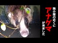 【ニワトリ飼育】アナグマがやって来た！ 引き下がりたくない穴熊と鶏　#55