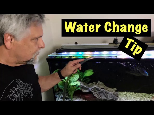 Complete Aquarium Water Change Guide: Maintaining A Thriving Aquatic Ecosystem - Splash Explore