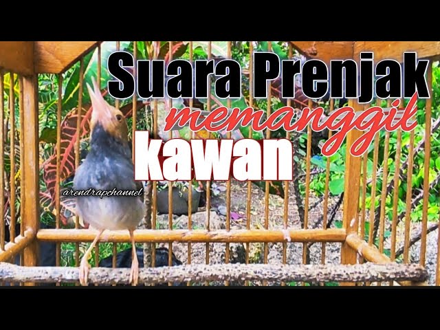 suara prenjak memanggil kawan // untuk memikat burung prenjak class=