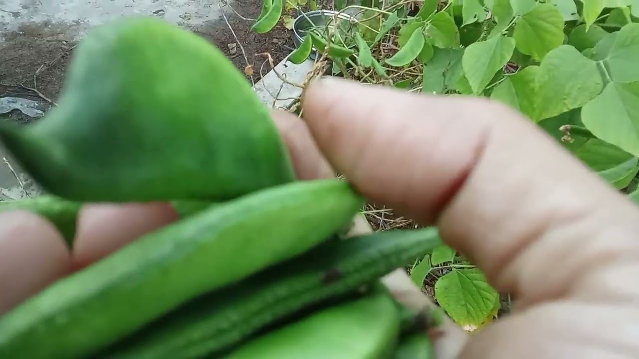 মাশাল্লাহ একটা ,গাছে কত সবজি ধরছে দেখেন 