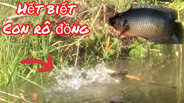 Câu Cá Rô Đồng - Rô Đồng To Mập Ú ăn Lút Phao Liên Tục / Yêu Lắm Miền Tây