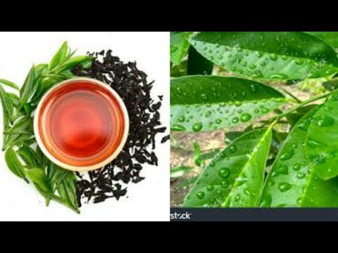 Ukinywa Chai Ya Majani Ya Machungwa Utajitibu Magonjwa Haya Sugu