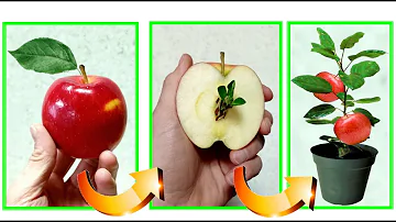 Quando concimare le piante di mele?