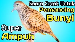 PERKUTUT LOKAL GACOR suara kecil  MENGUNDANG BUNYI (SEMUA LANGSUNG NYAUT) %TOPCER DIJAMIN AMPUH