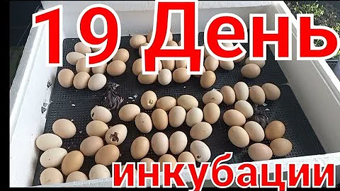 Вылупление цыплят на 19 день инкубации🐣 Цены на комбикорма.