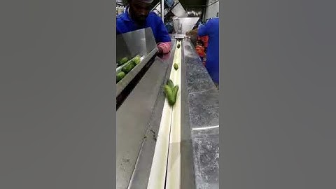 Stepflow Gherkin orientor with V feeder from Ten Brink