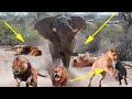 The Lion Once Terrified Before The Great Power Of The African Elephant  Elephant Fight Lion