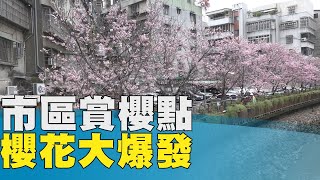 新北賞櫻偽出國行程土城貨饒里希望之河賞櫻花 