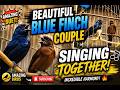 Beautiful Blue Finch Couple Singing Together! 🐦🎶 | Amazing Birds