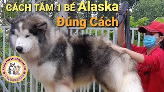 Hướng Dẫn Tắm 1 Bé chó Alaska Trưởng Thành Đúng Cách | Trại Chó Xuân Giàu | Liên Hệ : 0937. 0937. 32