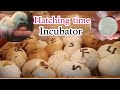 hatching chicken eggs in incubator | when eggs hatch in incubator | incubator info | hatching chicks