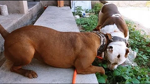 Quantas gotas de antitóxico para gato?