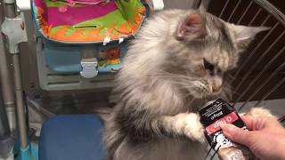 Мейн Кун Атлантида. Паста для вывода шерсти. Maine Coon Atlantida. Paste Anti-Hair ball.