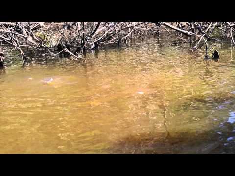 Vídeo: Uma Piranha Paka Herbívora Foi Capturada No Lago De Tula - Visão Alternativa