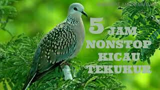 Full KicauTekukur Nonstop 5 Jam Sangat Cocok Buat Pancingan Burung Kesayangan Anda