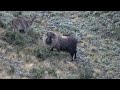 Tahr Hunt, 300 Winchester Short Magnum, New Zealand, What an amazing animal to hunt.