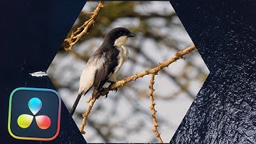 Hexagon Iris l Davinci Resolve 20