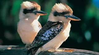 Video thumbnail of "Kookaburra Sits in the Old Gum Tree"