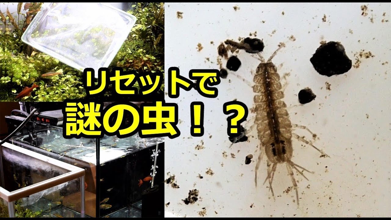 謎の虫 が現れた 水槽リセットから避難水槽へ Youtube