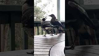 2 Little Magpies About to Fight?