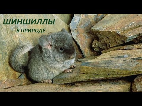 Где живут ШИНШИЛЛЫ? ШИНШИЛЛЫ в дикой природе.