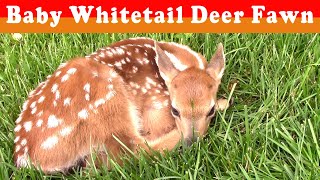 Baby Whitetail Deer Fawn Born Around Yard - Is it ok to pet them? Sooooo Cute (drone flood footage)