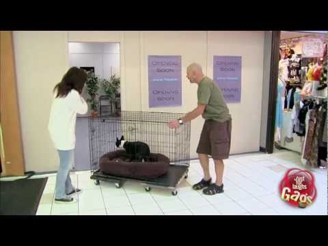 cute-dog-in-shrinking-door-prank