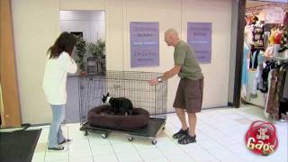 Cute Dog In Shrinking Door Prank