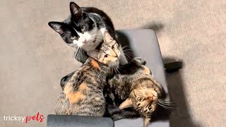 Two Cats Keep Fighting Until This Kitten Show Up by Tricksy Pets 315 views 5 months ago 2 minutes, 40 seconds