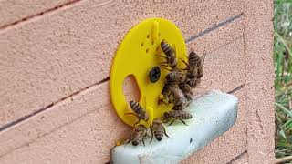Сильная пчела в зиму на медоносе сентября - золотарнике американском