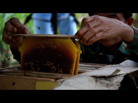 Beekeeping ເຜິ້ງໂກນ