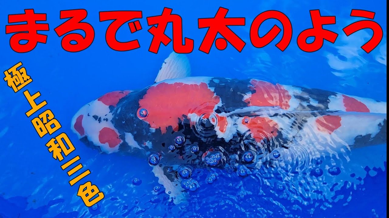 25年11月16日第54回千葉県錦鯉品評会に行って来た＃錦鯉飼育＃泳ぐ宝石錦鯉＃庭池＃アクアリウム＃ジャパン