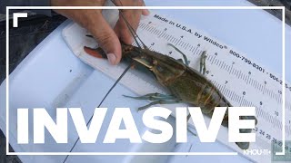 Invasive crayfish discovery raises red flags for Texas wildlife