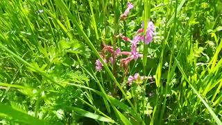 Mienbacher Waldgarten, Mai Führung, 5 Teil, Zone 4 Wildniszone