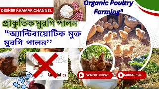 অ্যান্টিবায়োটিক মুক্ত ও প্রাকৃতিক উপায়ে মুরগি পালন | Organic Poultry Farming