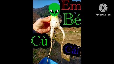 Thu hoạch hành và củ cải trắng ở nhật bản 🇯🇵 siêu to