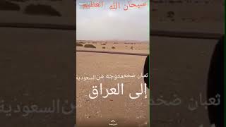 شاهد ثعبان ضخم  يأتي من صحراء السعودية متجه الى العراق