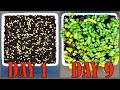 Mustard growing time lapse