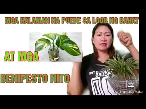 Video: Pagpipilit Ng Hyacinth Sa Loob Ng Bahay Para Sa Bagong Taon