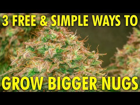 3 Simple u0026 Free Ways to Grow Bigger, Denser Buds! Cannabis Grow Guide Week 12