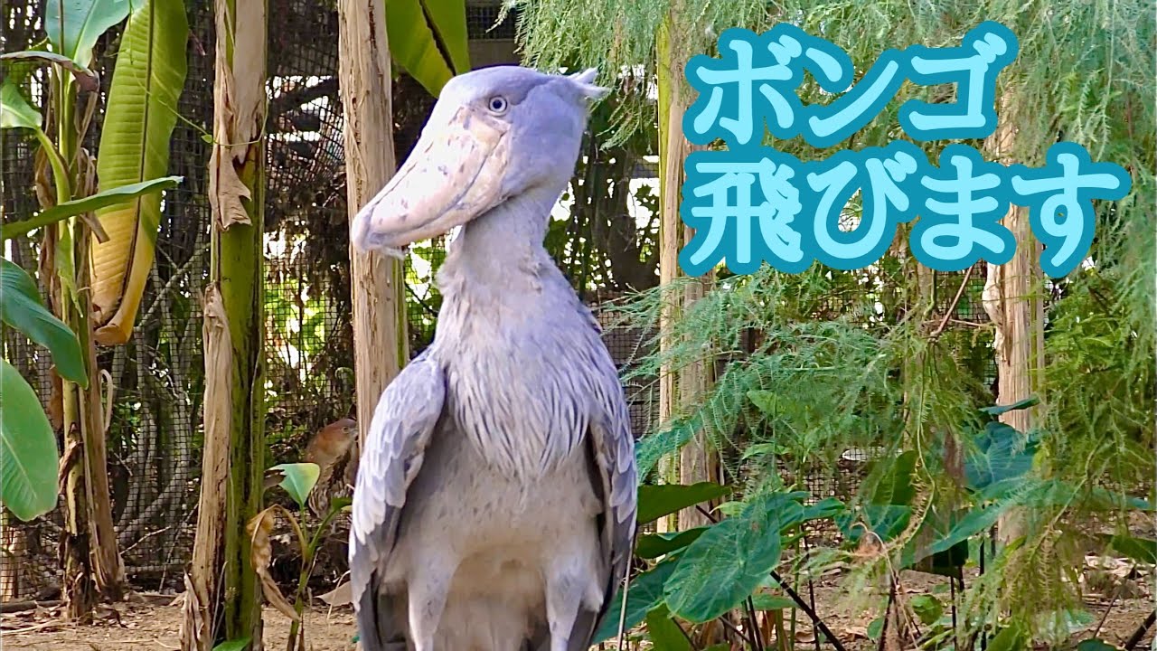 ハシビロコウ　ボンゴくん　舞い上がります【神戸どうぶつ王国】Shoebill Bongo-kun Kobe Animal Kingdom 