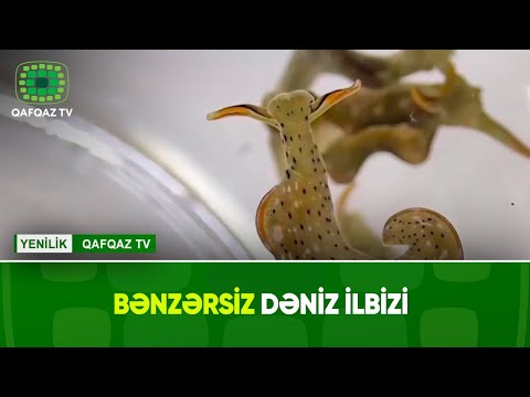 Video: Bir dəniz ulduzu xərçəngkimilərdir?