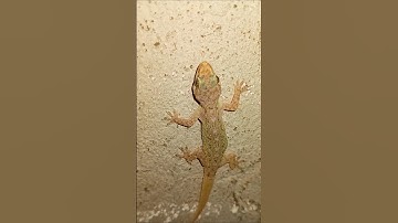 Lizard short video #lizard horror stories #horror