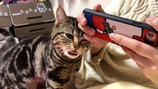 妹のLINEゲーム中に我慢できず乱入してしまった猫