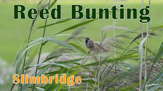 Male Reed Bunting enjoying the grass bouncing in the wind #ukbirds