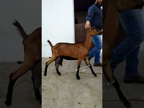 ماعز الألب مشاء الله اوريجنال ألبينو