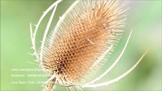 200727A-4 นิพพานคือสิ้นยึด